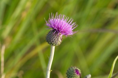 Dasyphyllum tomentosum, photographed by Вячеслав Юсупов