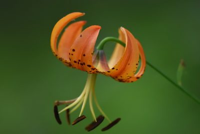Lilium superbum, photographed by Guy Babineau