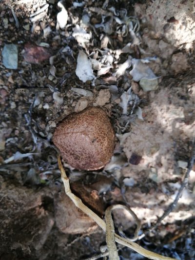 Hydnora africana, photographed by Danie Palm