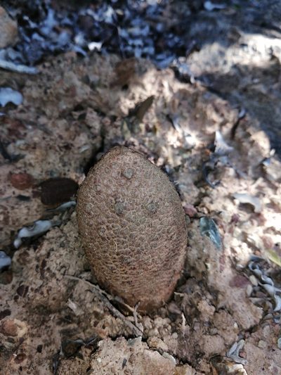 Hydnora africana, photographed by Danie Palm