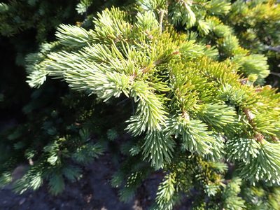 Picea engelmannii, photographed by John Brew
