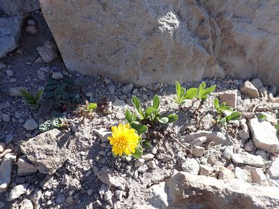 Erigeron aureus, photographed by John Brew