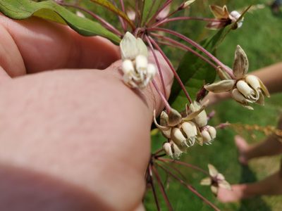 Asclepias exaltata, photographed by Will Kuhn