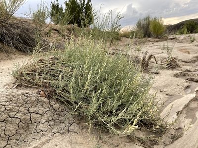 Astragalus albulus, photographed by Bobby McCabe