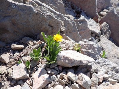 Erigeron aureus, photographed by John Brew