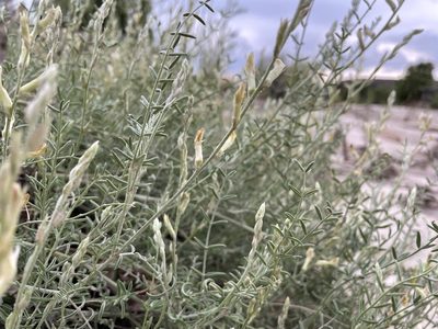 Astragalus albulus, photographed by Bobby McCabe