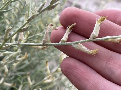 Astragalus albulus, photographed by Bobby McCabe
