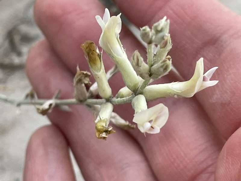Astragalus albulus, photographed by Bobby McCabe