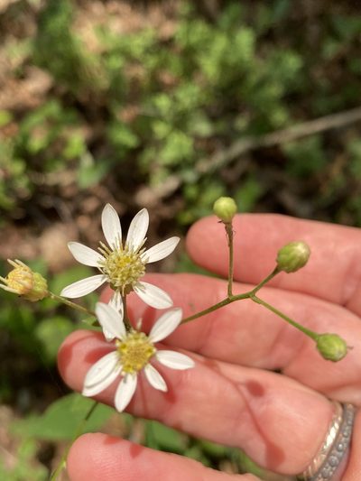 Doellingeria infirma, photographed by Carol Ann McCormick
