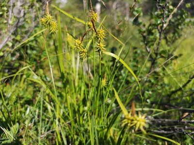 Carex flava, photographed by Jens-Christian Svenning