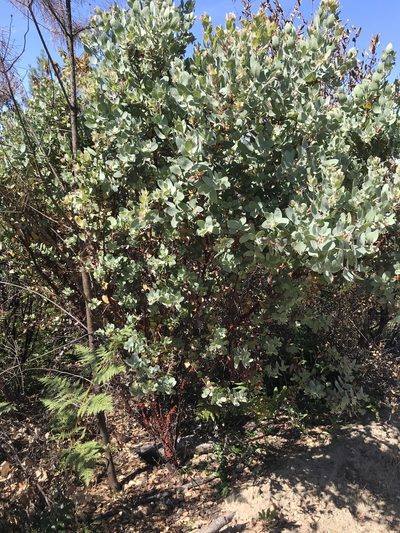 Arctostaphylos glutinosa, photographed by Konshau Duman