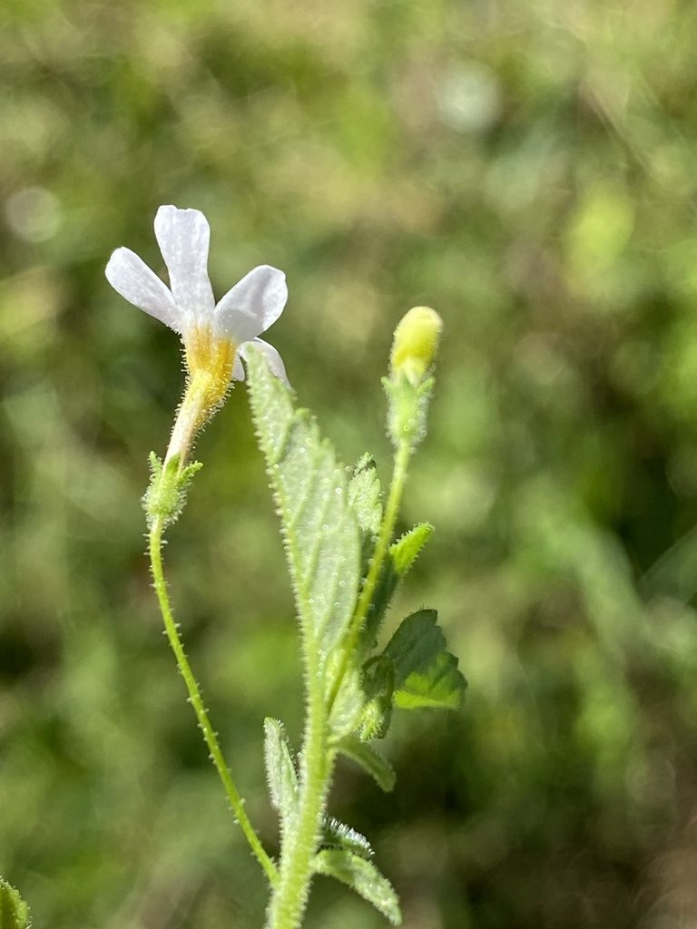 Jamesbrittenia kraussiana, photographed by Dave U