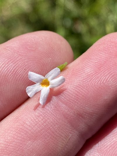 Jamesbrittenia kraussiana, photographed by Dave U