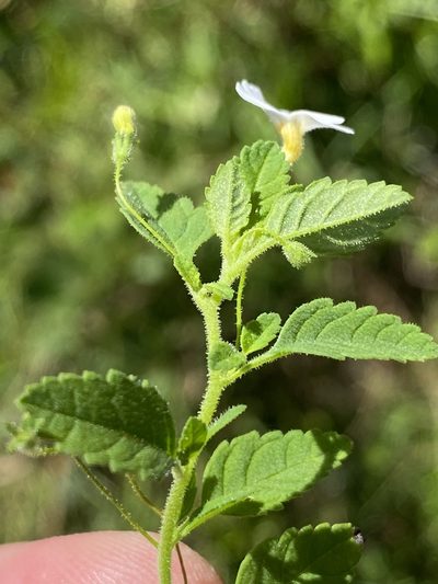 Jamesbrittenia kraussiana, photographed by Dave U
