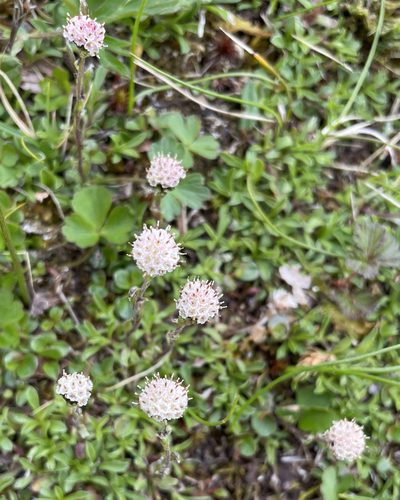 Antennaria monocephala, photographed by Roger Rittmaster