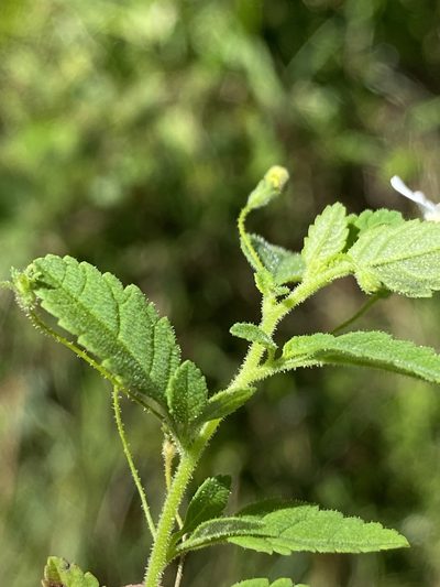 Jamesbrittenia kraussiana, photographed by Dave U