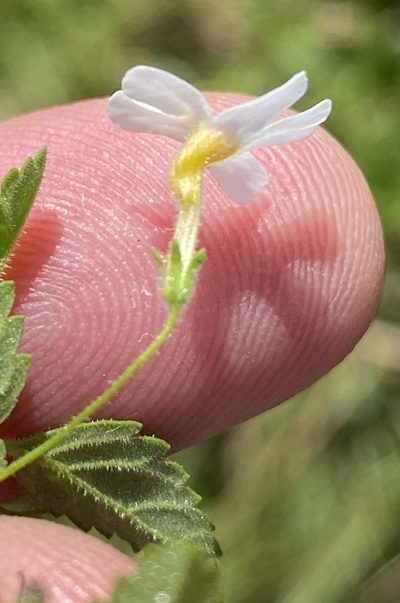 Jamesbrittenia kraussiana, photographed by Dave U