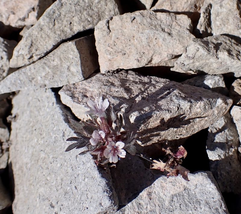 Collomia larsenii, photographed by John Brew