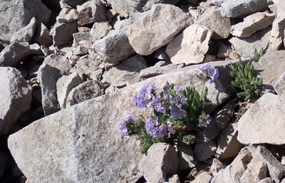 Polemonium elegans, photographed by John Brew