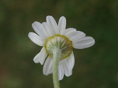 Anthemis arvensis