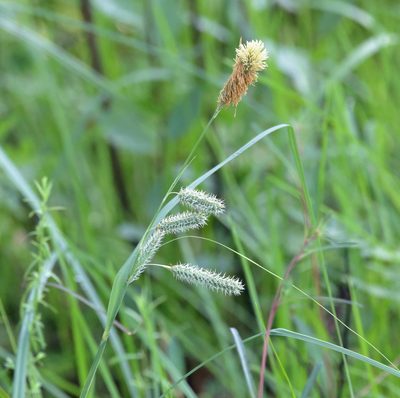 Carex glaucescens, photographed by Lauren McLaurin