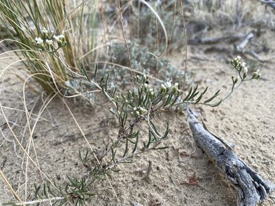 Eriogonum leptophyllum, photographed by Bobby McCabe