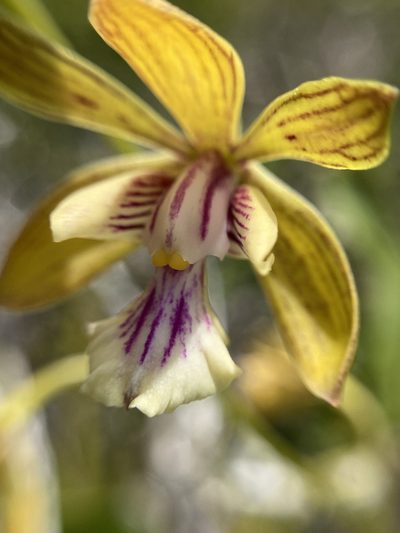 Encyclia inaguensis, photographed by Dodly