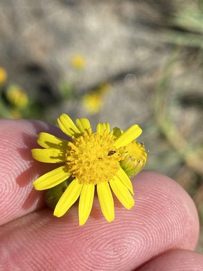 Senecio litorosus, photographed by Dave U