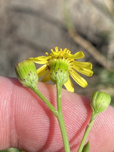 Senecio litorosus, photographed by Dave U