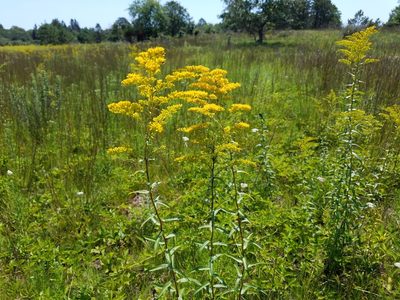 Solidago odora, photographed by Matt Pelikan