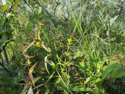 Melampyrum sylvaticum, photographed by Jens-Christian Svenning