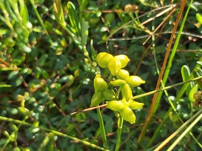 Scheuchzeria palustris, photographed by Tomas Pocius