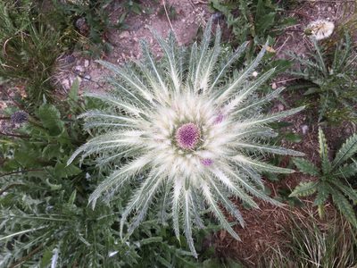 Cirsium scariosum, photographed by Harrison J Elkins
