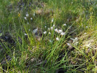 Trichophorum alpinum, photographed by Jens-Christian Svenning