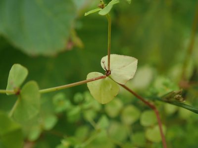 Euphorbia stricta, photographed by Daniel Cahen
