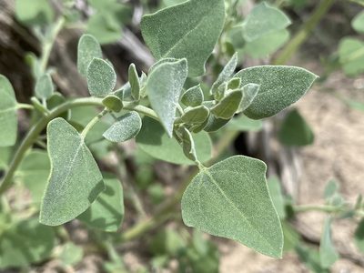 Chenopodium incanum, photographed by Bobby McCabe
