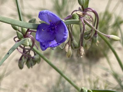 Tradescantia occidentalis, photographed by Bobby McCabe