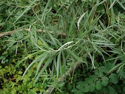 Salix eleagnos, photographed by Daniel Cahen