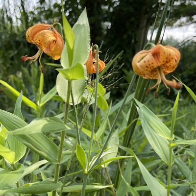 Lilium michiganense, photographed by zancat