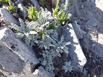 Phacelia sericea, photographed by John Brew