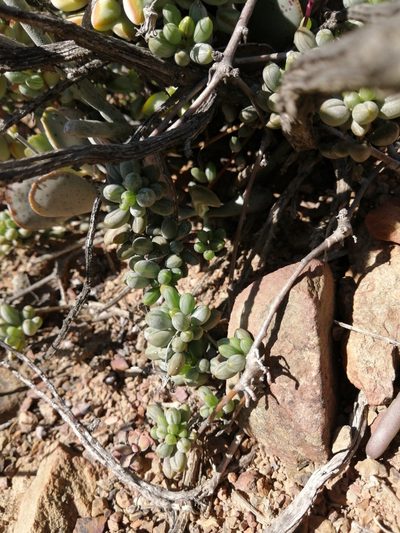 Senecio abbreviatus, photographed by Danie Palm