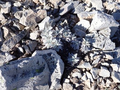 Phacelia sericea, photographed by John Brew