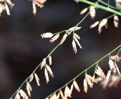 Eragrostis gummiflua, photographed by M Kriek