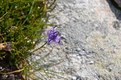 Phyteuma hemisphaericum, photographed by Olivier Niederhauser