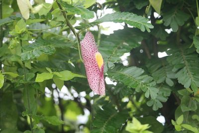 Aristolochia odoratissima, photographed by Ramon and Suzanne Vargas