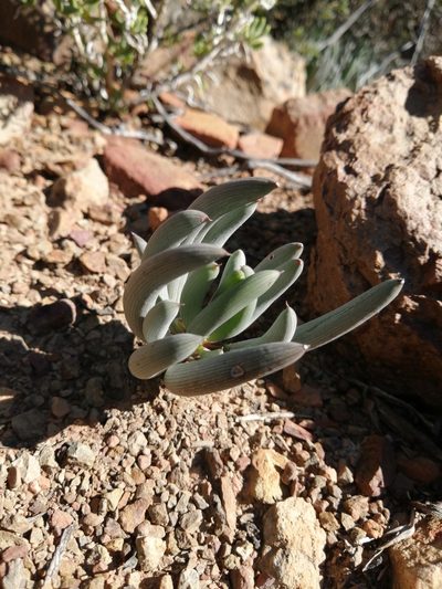 Senecio acaulis, photographed by Danie Palm