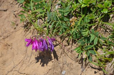 Hedysarum hedysaroides, photographed by Olivier Niederhauser