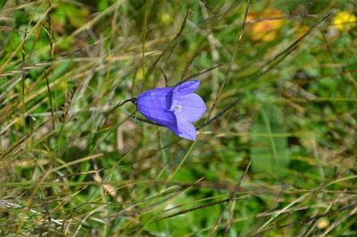 Campanula scheuchzeri, photographed by Olivier Niederhauser