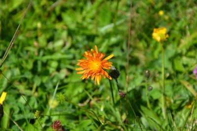 Crepis aurea, photographed by Olivier Niederhauser
