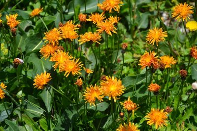 Crepis aurea, photographed by Olivier Niederhauser